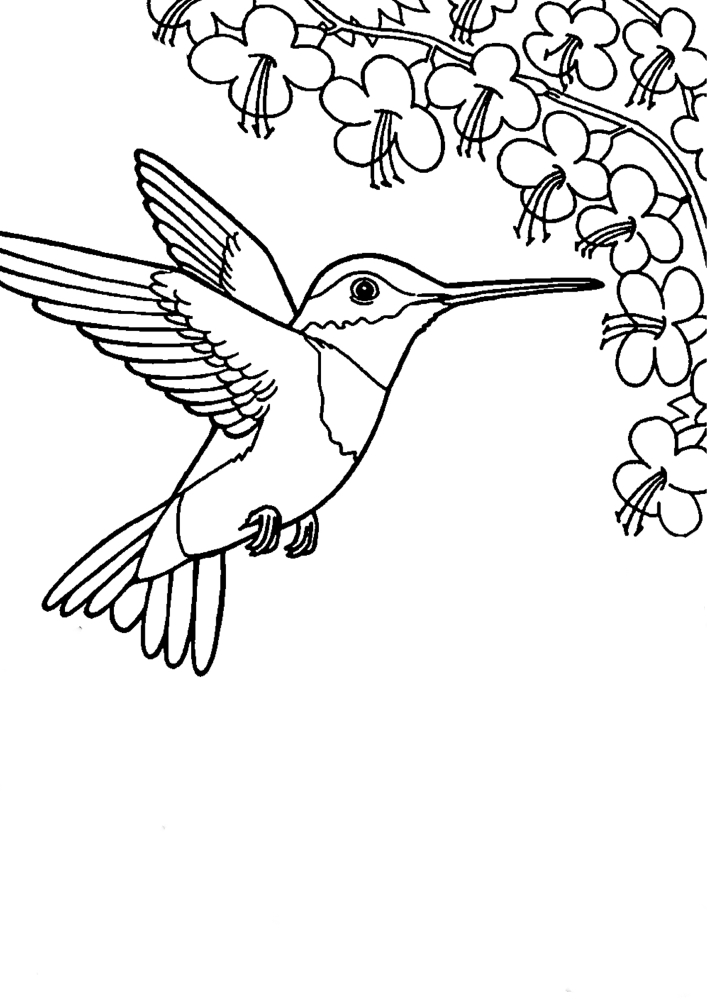 Hummingbird hovers near the flowers